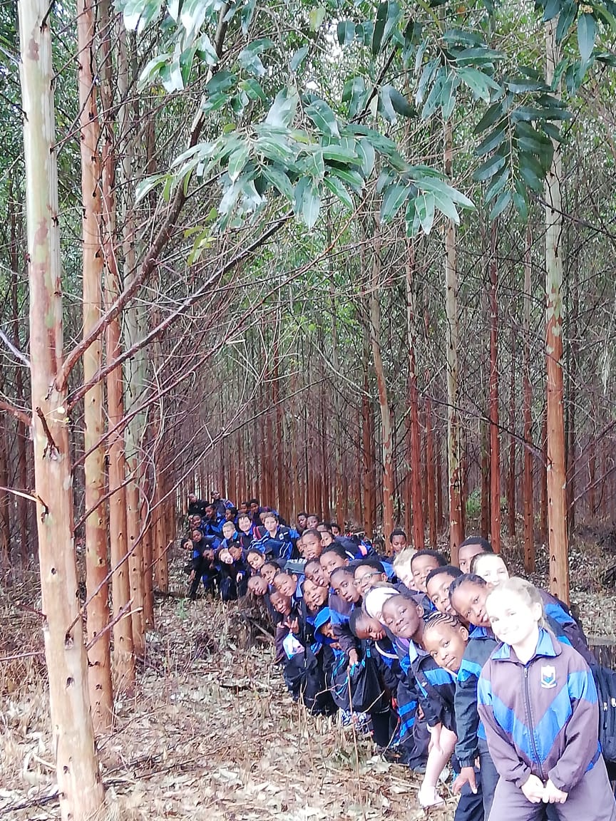 Ingeli Forest